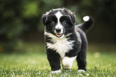 Puppy Essentials