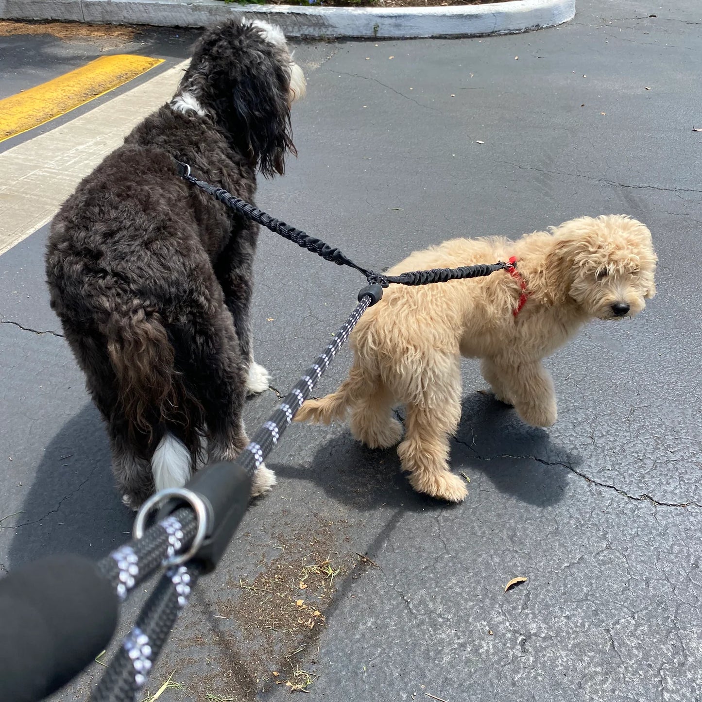 Tangle-Free Dual Dog Leash with Bungee – Shock Absorbing, No-Pull Design – Walk Two Dogs, Tangle-Free!