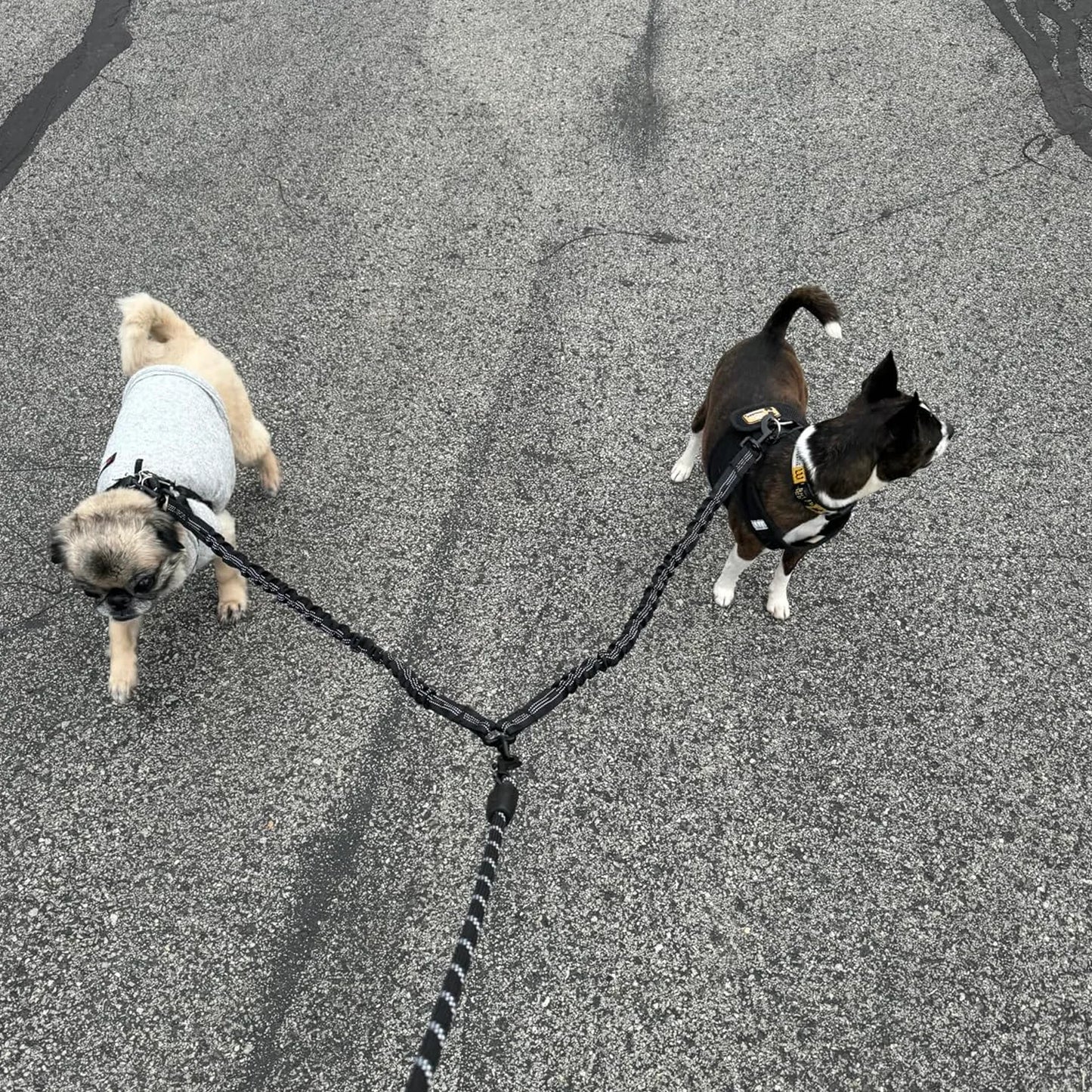 Tangle-Free Dual Dog Leash with Bungee – Shock Absorbing, No-Pull Design – Walk Two Dogs, Tangle-Free!