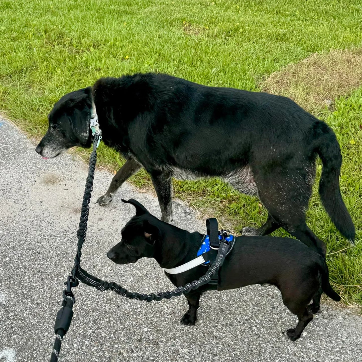 Tangle-Free Dual Dog Leash with Bungee – Shock Absorbing, No-Pull Design – Walk Two Dogs, Tangle-Free!