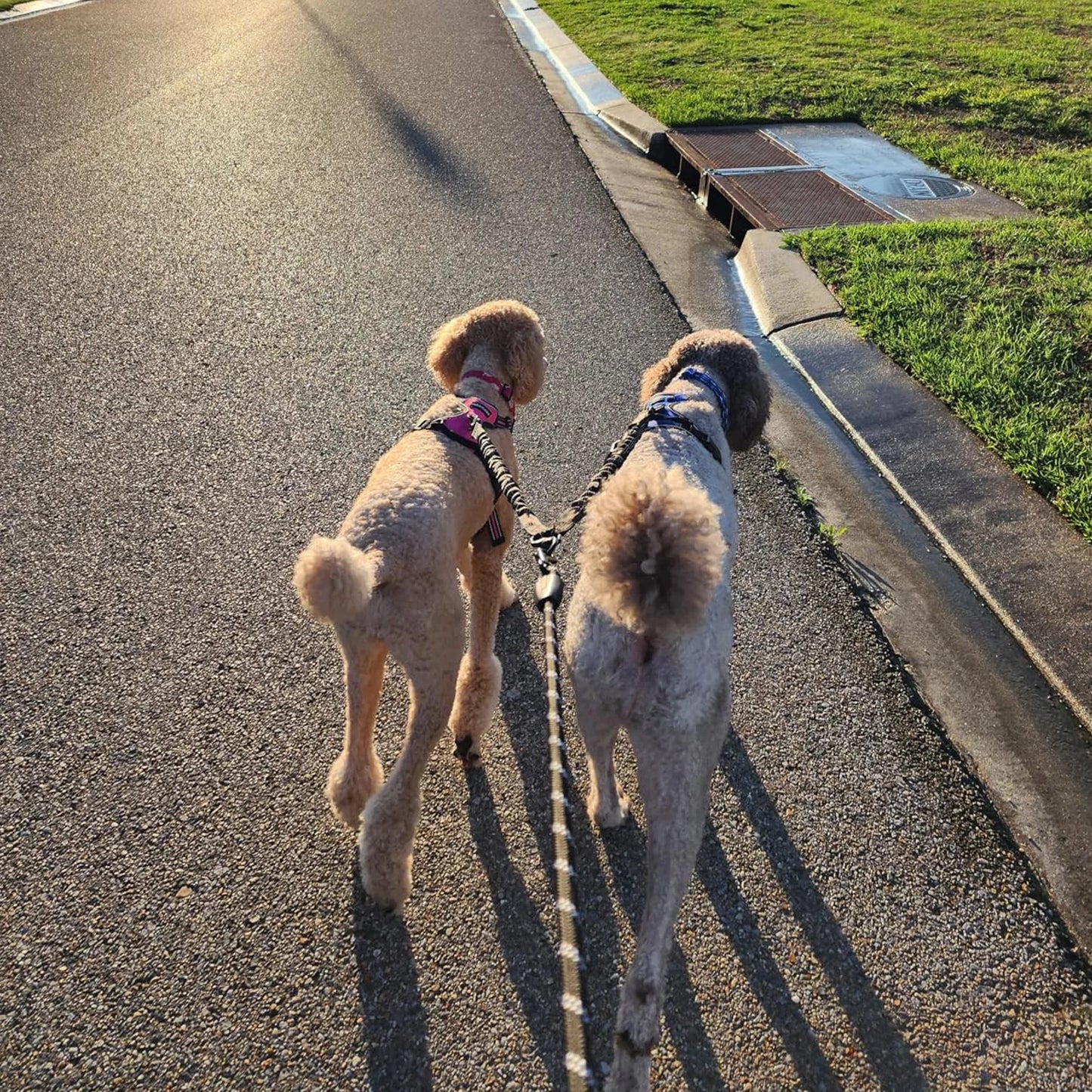 Tangle-Free Dual Dog Leash with Bungee – Shock Absorbing, No-Pull Design – Walk Two Dogs, Tangle-Free!