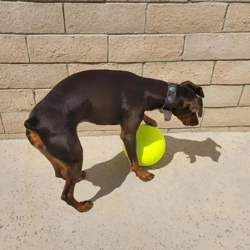 Durable Inflatable Rubber Tennis Ball for Dogs, Pet Chasing Toy Ball, Interactive Pet Toy Ball for Dogs & Cats, Dog Toys, Dog Stuff, Pet Supplies, Pet Products