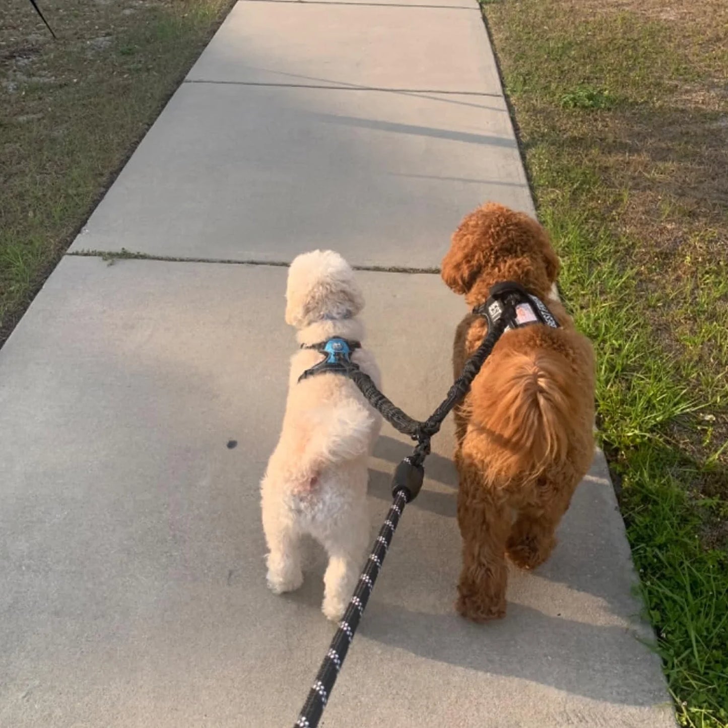 Tangle-Free Dual Dog Leash with Bungee – Shock Absorbing, No-Pull Design – Walk Two Dogs, Tangle-Free!
