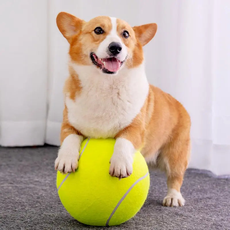 Durable Inflatable Rubber Tennis Ball for Dogs, Pet Chasing Toy Ball, Interactive Pet Toy Ball for Dogs & Cats, Dog Toys, Dog Stuff, Pet Supplies, Pet Products