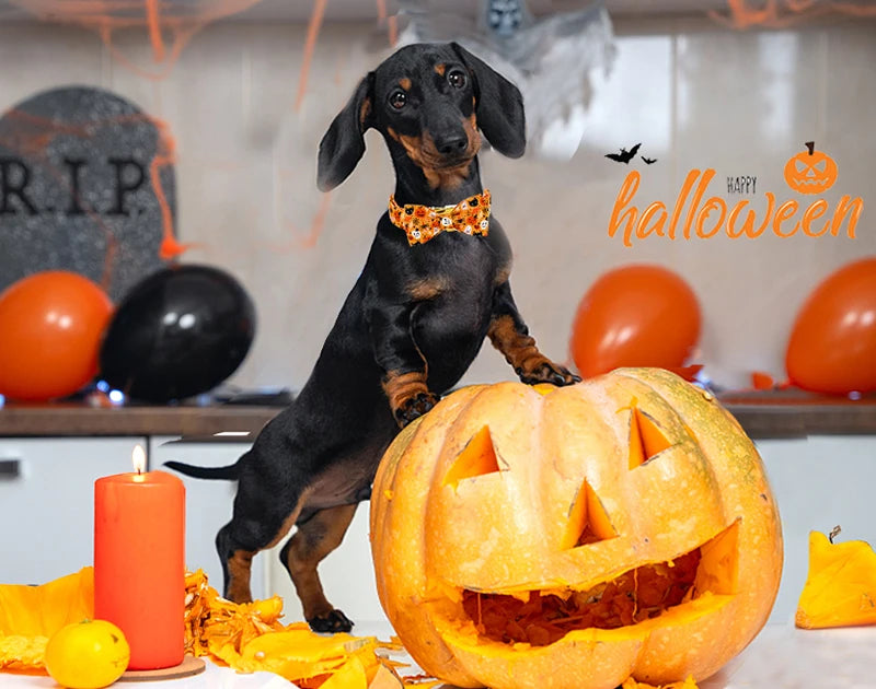 Pawsome Halloween Collar with Bowtie and Coordinating Options - Mix, Match & Strut in Style! 🎃 XXS, XS, S, M, L, XL