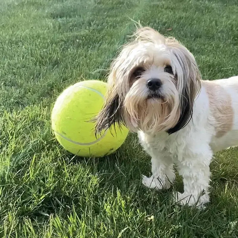 Durable Inflatable Rubber Tennis Ball for Dogs, Pet Chasing Toy Ball, Interactive Pet Toy Ball for Dogs & Cats, Dog Toys, Dog Stuff, Pet Supplies, Pet Products