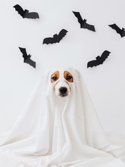 Halloween Shop