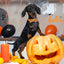 Pawsome Halloween Collar with Bowtie and Coordinating Options - Mix, Match & Strut in Style! 🎃 XXS, XS, S, M, L, XL